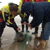 Jonge zeehond van wisse dood gered